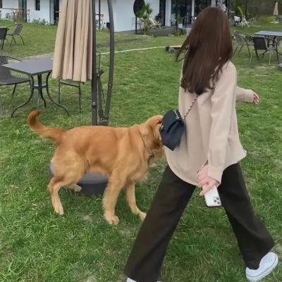 黄金公主:敌中突破 封面